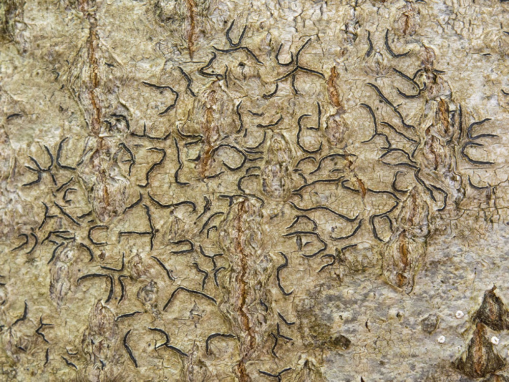 lichenscapes